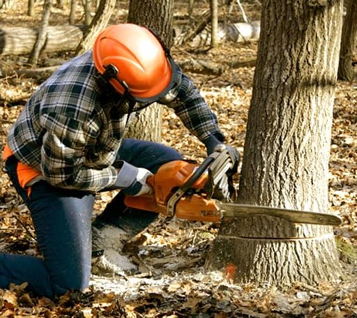 Tree Removal in Laughlin Afb, TX